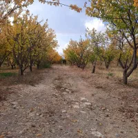 باغ و زمین زرد آلو گیلاس|فروش دفتر صنعتی، کشاورزی، تجاری|شاهینشهر, شهرک مطهری|دیوار