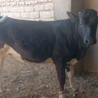 گوساله هلشتاین ماده|حیوانات مزرعه|زهک, |دیوار