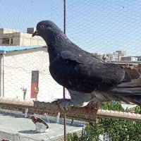 سسلی ماده