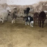 قوچ درجه یک|حیوانات مزرعه|حسین آباد, |دیوار