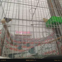 یک جفت قناری دم تخم|پرنده|یزد, |دیوار