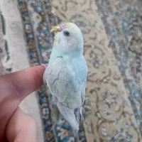 2 تا مرغ عشق نر