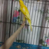 ۱۵ عدد قناری نرو ماده|پرنده|بروجرد, |دیوار