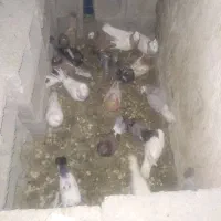 سلام ۱۷ تا کبوتر برای فروش ۲میلیون نیم