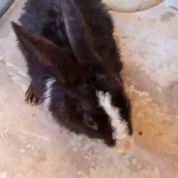 خرگوش مشکی سالم|موش و خرگوش|پرند, فاز ۵|دیوار