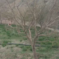 باغبانی تخصصی|خدمات باغبانی و درختکاری|طرقبه, |دیوار