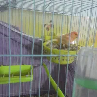 جفت قناری|پرنده|تربت‌حیدریه, پائین ولایت|دیوار