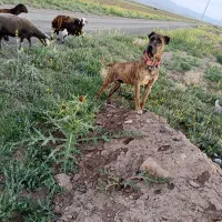 سگ نر|سگ|تربت‌حیدریه, کلاته توکلی|دیوار