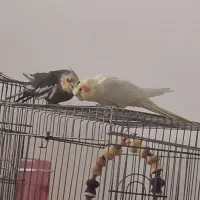 عروس هلندی|پرنده|تهران, گلستان (شهرک راه آهن)|دیوار