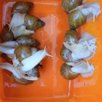 آلبینو حلزون|خزنده|همدان, |دیوار