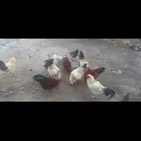 خروس بزرگ چاق و چله برای قربانی کردن|حیوانات مزرعه|قم, قلعه کامکار|دیوار