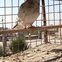 کفترکبوتر صید نرپرشی|پرنده|مشهد, شهید قربانی|دیوار