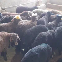 فروش همو و هترو|حیوانات مزرعه|کویرات, |دیوار