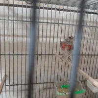 انواع پرنده سهره قناری طوطی گلدین فنج|پرنده|سمنان, |دیوار