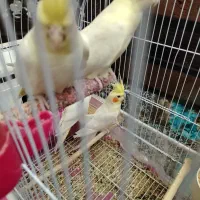 عروس لوتینوهلندی مولد4تا|پرنده|تبریز, |دیوار