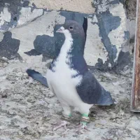 کبوتر|پرنده|شیراز, سعدیه شمالی|دیوار