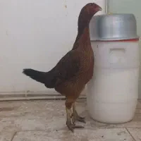 مرغ لاری اصیل