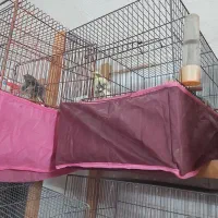 فروش قناری|پرنده|اردکان, |دیوار