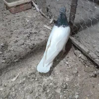 طوقی وکله ی