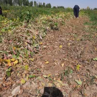 اجاره مزرعه کشاورزی برای لوبیا و گندم