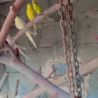 مرغ عشق هلندی