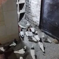 فروش‌کبوتر
