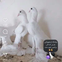 کبوتر. اوجا پاچا