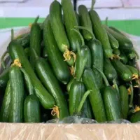 بارفروشی و حق العمل کاری در اردبیل فاز1