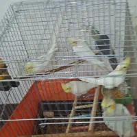 عروس هلندی|پرنده|اندیمشک, |دیوار