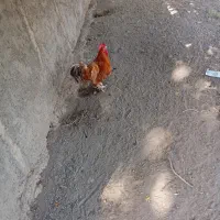 خروس پاپر نژاد برهما چاق سنگین وزن|حیوانات مزرعه|محمدیه-قزوین, |دیوار