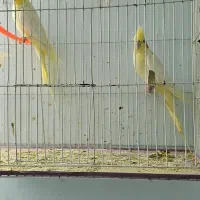 عروس هلندی|پرنده|تربت جام, المهدی|دیوار