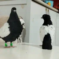 کله سفید کاکول وچپ وراست وسینه سیاه|پرنده|شادمهر, |دیوار