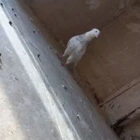 کبوتر طوقی غریب گیری|پرنده|نورآباد, |دیوار