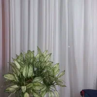 پرده پانچ حریرساده