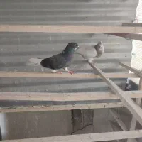 کبوتر تیر ماهی