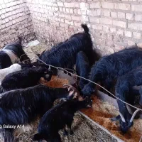 باسلام خدمت دوستان