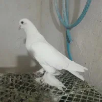 کبوتر پاپر زور ایاخ گرفتنی