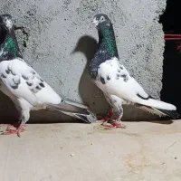کبوتری تیدی شعبان