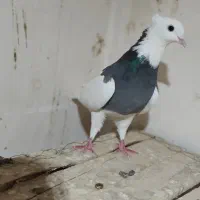 طوقی|پرنده|اصفهان, سرتاوه|دیوار