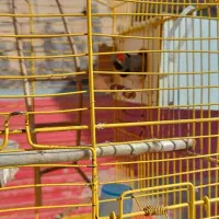 دوعدد فنچ گلدین وزبرا با قفس ولوازم|پرنده|میانه, |دیوار