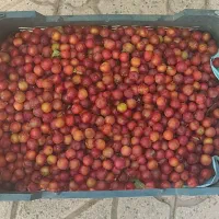 آلو لواشکی درجه یک
