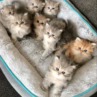 بهترین نژادها با ظاهر خاص و تربیت‌شده/ گربه اصل