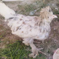 مرغ و خروس|حیوانات مزرعه|اصفهان, شاهد|دیوار