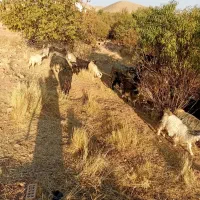 گوسفند|حیوانات مزرعه|شهرکرد, |دیوار