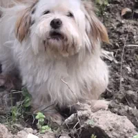 سگ پاکوتا ماده 8 ماه بسیار ساکت مهربون