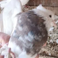 کبوتر طوقی|پرنده|گلستان (تهران), |دیوار