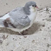 کبوتر|پرنده|مشهد, فریزی|دیوار