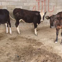 سه راس تلیسه سیمینتال داشتی گاو گوساله