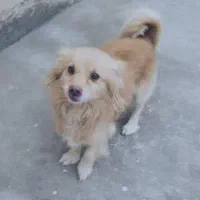 پاکوتاه کلاسیک