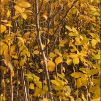 حراج نهال گردو